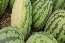 西农8号西瓜品种介绍，产量表现以及栽培方法