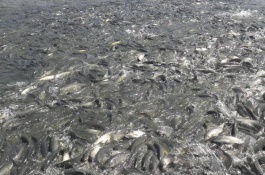 一亩草鱼养殖多少鱼苗，养殖草鱼利润分析