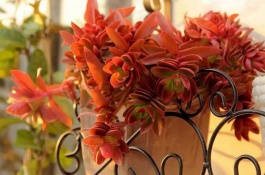 火祭的养殖方法，火祭的繁殖方法