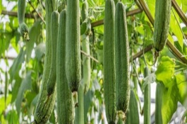 芒种前后种什么蔬菜，芒种前后种植生菜