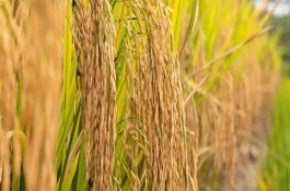 立秋种植什么农作物，立秋可以收获什么农作物