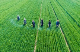 除草剂降解方式有哪些，水溶土壤吸附