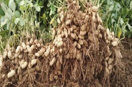 小满有什么农作物，小满常见的农作物有小麦