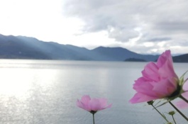 秋葵市场价格一斤多少钱，秋葵在前几年还没有很多的市场需求