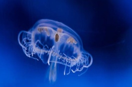 桃花水母怎么养，桃花水母有毒吗