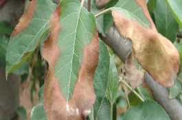 植物炭疽病用什么药，防治经济型作物蔬菜炭疽病