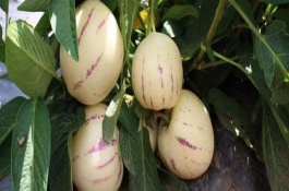 如何种植人参果