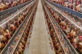 现代化养鸡场成本和设备，现代化养鸡场的成本