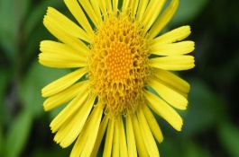 金钱袋的养殖方法，金钱兜的养殖方法