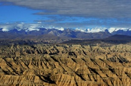 养殖技术，蝇蛆的养殖可用砖砌边高为20厘米