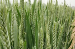 西农388小麦品种介绍，株型半紧凑