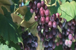 吐鲁番市有哪些特产，吐鲁番市有哪些特产