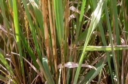 噻森铜的作用，噻森铜的使用方法