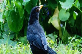 冬天八哥怎么养，精简回答八哥到了冬天需要注意保暖