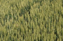 泰农33小麦品种介绍，该品种的株型稍松散