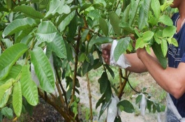 爱多收控旺的使用方法，爱多收控旺的特性