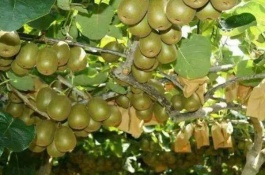 绿心猕猴桃有哪些品种，徐香猕猴桃