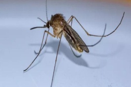 杀蚊子较强的农药有哪些，如何预防蚊子