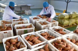 农村有什么生意好做