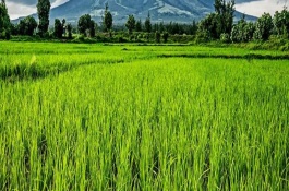 冲施肥配方及使用方法，冲施肥使用方法