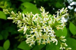 女贞树苗的价格是多少，大叶女贞树苗的特点