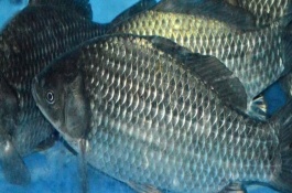 立春过后钓鲫鱼怎么打窝