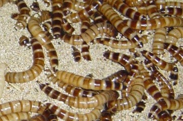 一斤黄粉虫的养殖成本是多少，黄粉虫养殖前景