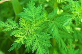 菊科蒿有哪些常见类型，不同种菊科蒿价格怎样