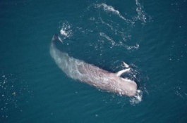 大王乌贼的产地在哪里，大王乌贼养殖赚钱吗