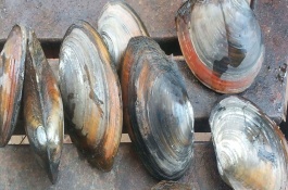 河蚌怎么养出珍珠，河蚌养殖技术