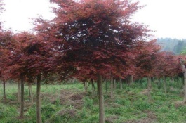 红枫杏价格一斤多少钱，红枫杏的选购技巧