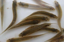 泥鳅一斤多少钱，钙钾钠硒镁铁锌锰铜