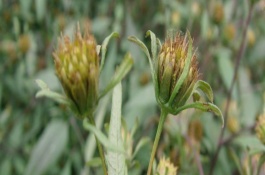 黄金娃娃萱草养殖方法，繁殖方法金娃娃萱草可用组织培养