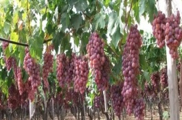 平安树的养殖方法及注意事项