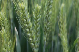 丰德存麦20品种介绍,丰德存麦20号的特征特性