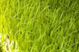 韭黄一亩的利润是多少，韭黄营养价值很高