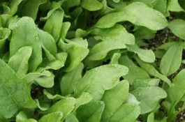 吊兰养殖方法及注意事项