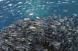 多春鱼的繁殖习性如何，多春鱼繁殖习性