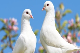 鸽子饲料配方，通常根据品种