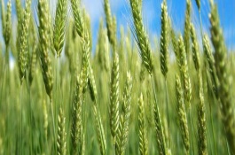 济麦22号品种介绍及特性，济麦22号的特性