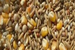 养牛的利润和成本是多少，每头牛的成本