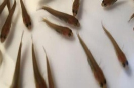 黑鱼一斤多少钱，黑鱼价格多少钱一斤