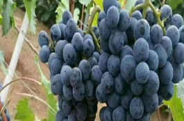 葡萄新品种介绍，葡萄新品种有密光