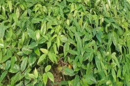 三叶青一斤多少钱，适应性广泛