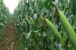 赛博159玉米品种介绍,赛博159玉米品种介绍