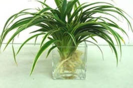 万年青的养殖方法和注意事项是什么，万年青繁殖