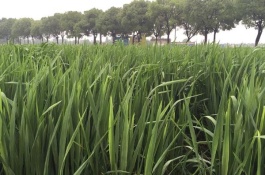 一株水竹苗多少钱，茭白的种植前景如何