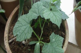 丝瓜在哪里生产，丝瓜有哪些栽培品种