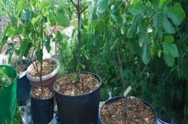 盆栽花椒树的种植方法有哪些