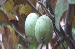 联苯肼酯的特点，常见杀螨剂